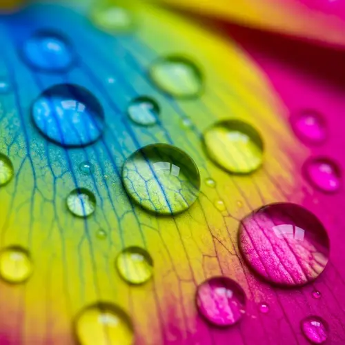 Colorful Water Droplets on Flower Petals - Macro Photography