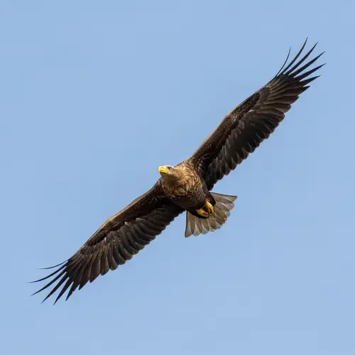 Majestic Eagle in Flight: A Captivating Display