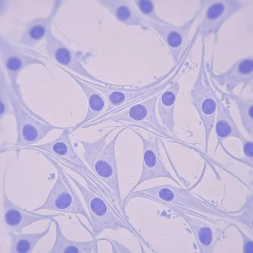 Microscopic View of Skin Fibroblasts