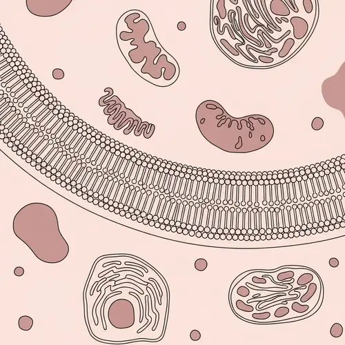 Minimalist Abstract View of Cellular Membranes and Organelles