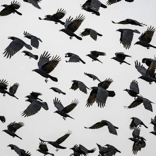 Stunning Image of Crows in Flight on White Background