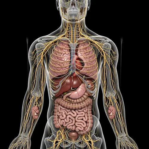 3D Human Wound Anatomy Square Cross Section - Visual Realism & Fractal Form