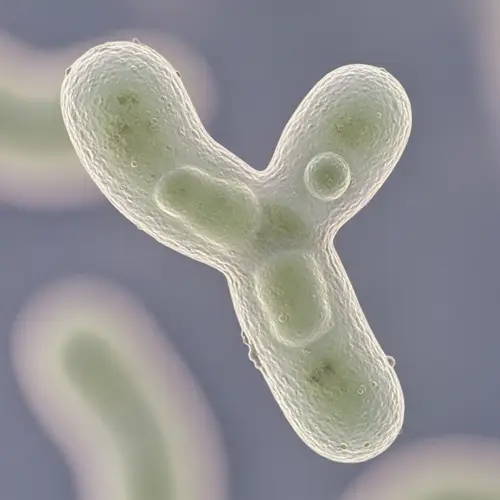 Bifidobacterium: Irregular Rod Shape - Ultra-Magnified View