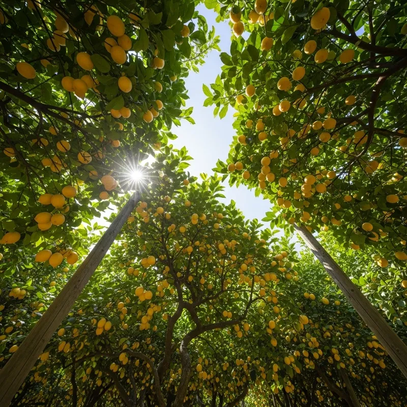 Sunlit Lemon Plantation: Ripe Yellow Lemons on Branches