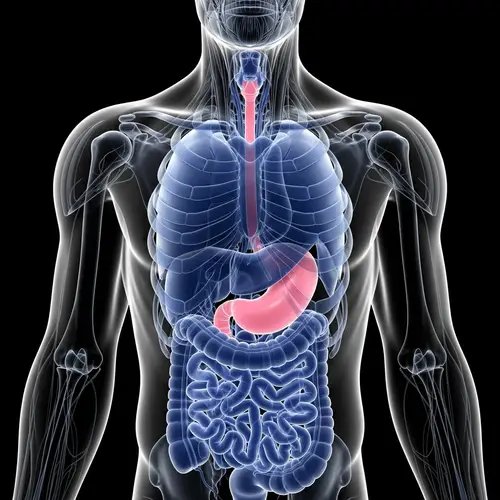 Translucent Human Torso with Blue and Pink Organs