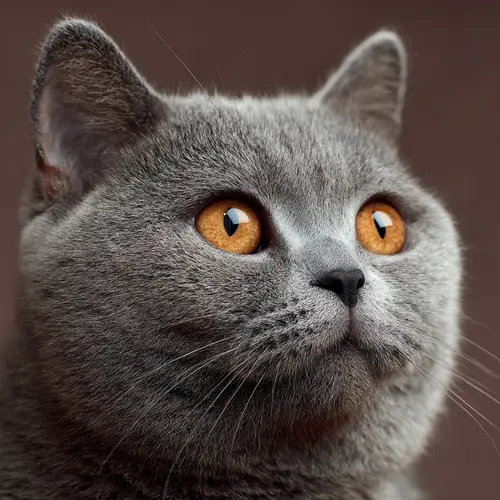 British Shorthair Cat: Characteristics & Care