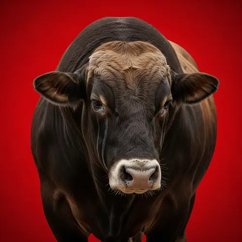 Crying Bull with White Nose on Red Background