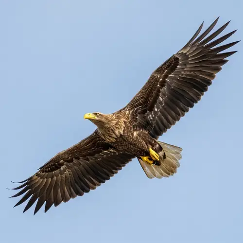 Majestic Eagle Soaring High in Pale Blue Sky | Stunning Capture