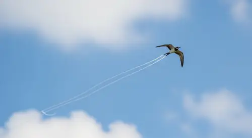 Serene Scene of a Bird in Mid-Flight