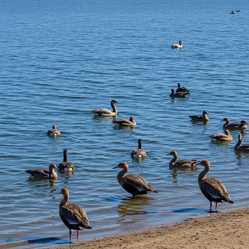 Protected Birds on a Serene Lake