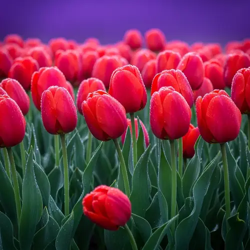 Vibrant Red Tulips on a Purple Background