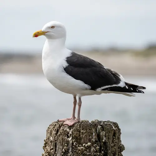 Detailed Image of a Greater Black-Backed Gull