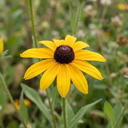 Vibrant Yellow Daisy Flowers