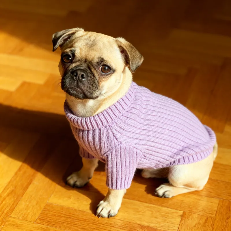 Cute Dog in Purple Sweater