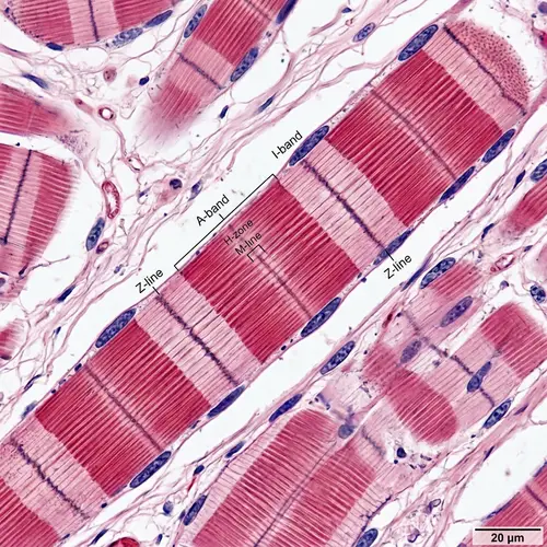 Cross-Striated Muscle Cell Microscopic View