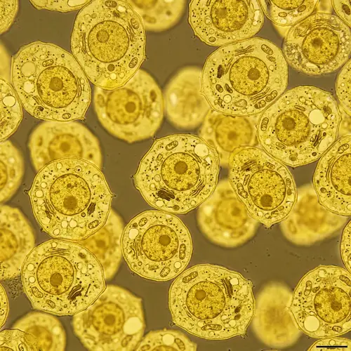 Yellow Eukaryotic Cells Microscopic Image