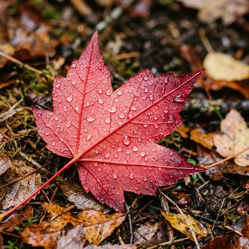 Red Maple Leaf in Autumn Rain: Symmetrical Beauty Revealed