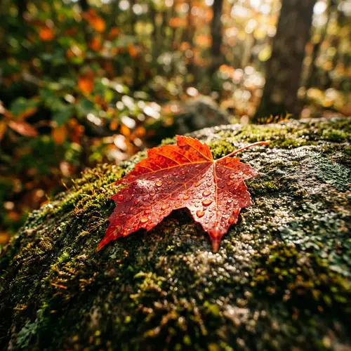 Macro Close-Up of Wet Red Maple Leaf on Moss-Covered Rock