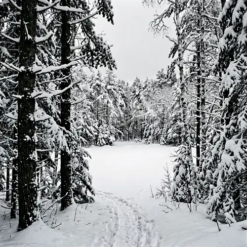 Serene Snow-Covered Winter Forest Scene