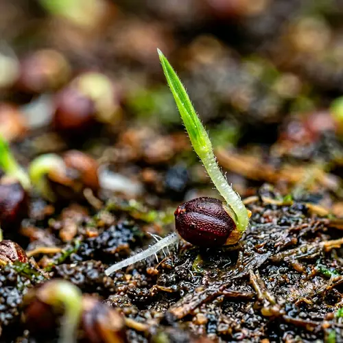 Germinated Finger Millet Macro Photography | Vibrant Green Sprouting Process