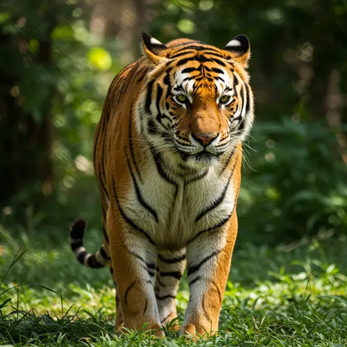 Majestic Tiger in the Wild