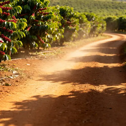 Explore Our Coffee Farm and Scenic Road