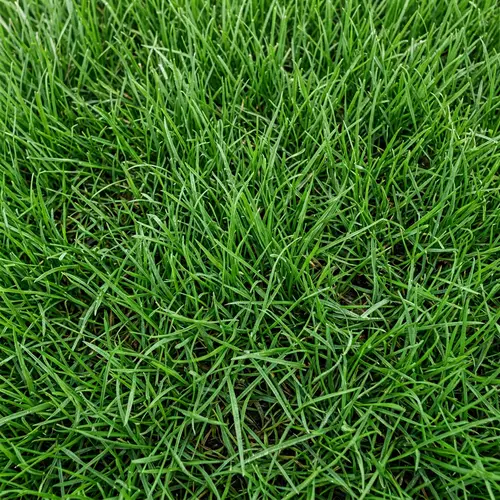 Beautiful Grass Texture for Design