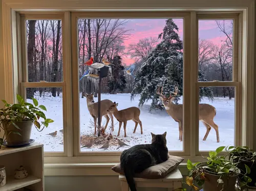 Realistic Fawn with Cardinals and Doves in Antique Setting