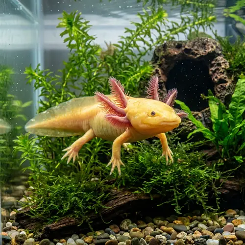 Ambystoma mexicanum - Detailed Visual of Aquatic Axolotl Creature