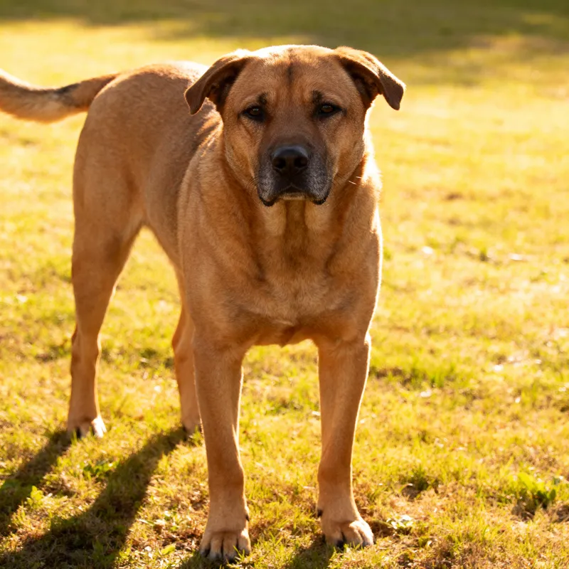 What Will My Dog Look Like When Grown Up?