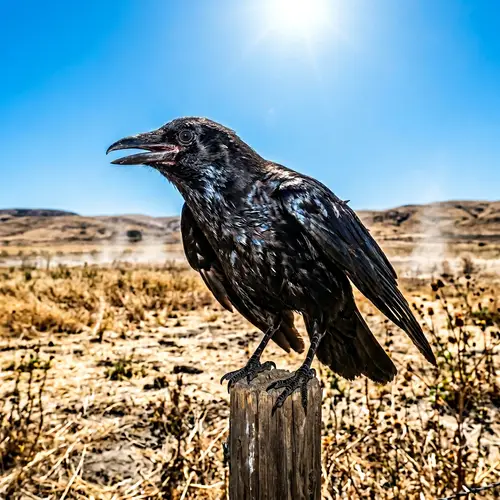 Resilient Crow Seeking Water in Arid Field