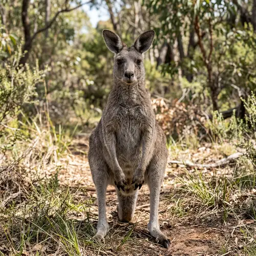 Create a Grey Kangaroo from Front View