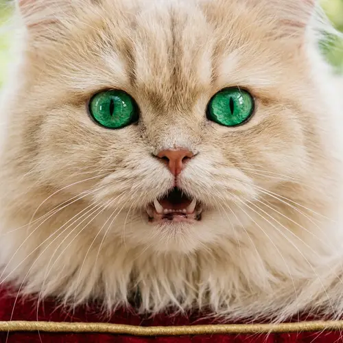 Beautiful Fluffy Persian Cat with Emerald-Green Eyes