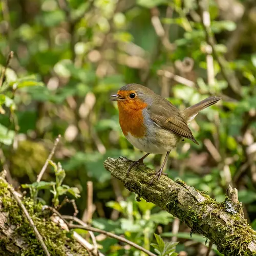 A Bird: Nature's Marvel