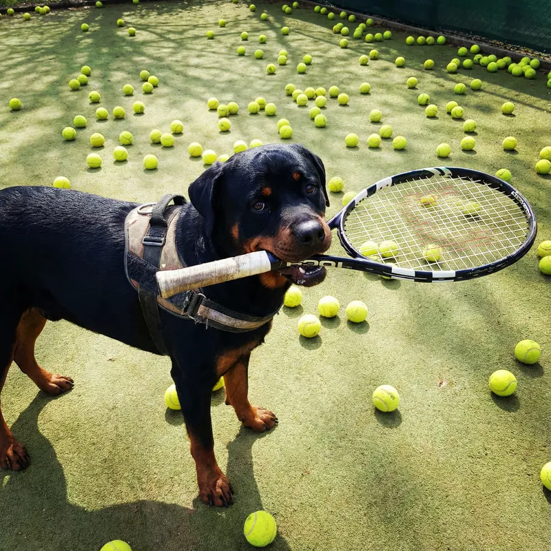 Dog Playing Tennis: Rottweiler Edition