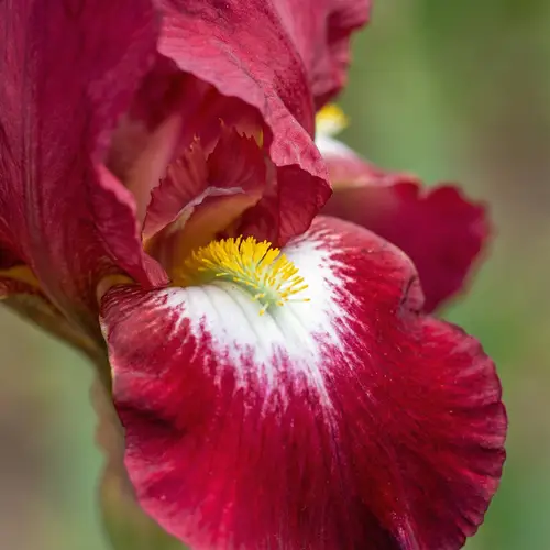 Stunning Crimson Iris Flower Macro Photography