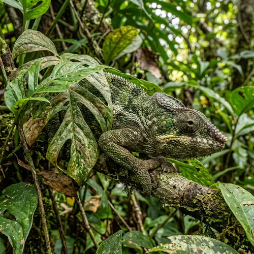 Camouflage Chameleon in Jungle Leaves