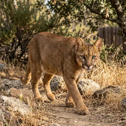Cat Resembling a Cougar - Unique Feline Look