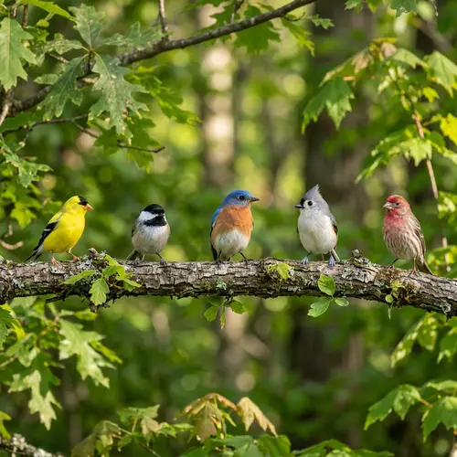 Five Birds on a Branch - Nature's Beauty