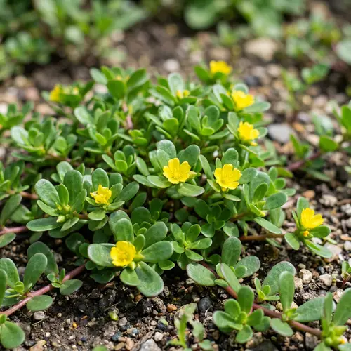 Verdolaga: Succulent Leaves & Bright Yellow Flowers