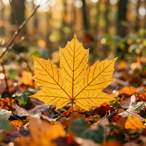 Golden Leaf Shining in Autumn Sunlight