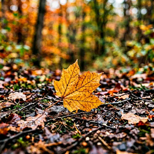 Solitary Golden Leaf - Captivating Nature Image