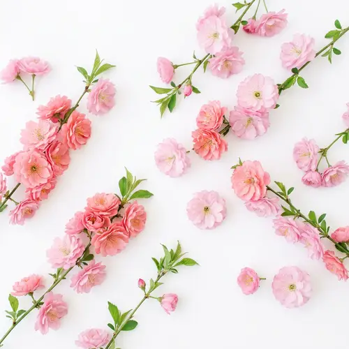 White Background with Blooming Pink Flowers