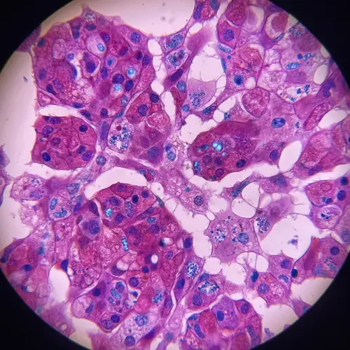 Intricately Detailed Animal Tissue Microscopic View