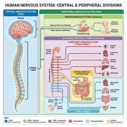 Human Nervous System Diagram: Central vs Peripheral Nervous System