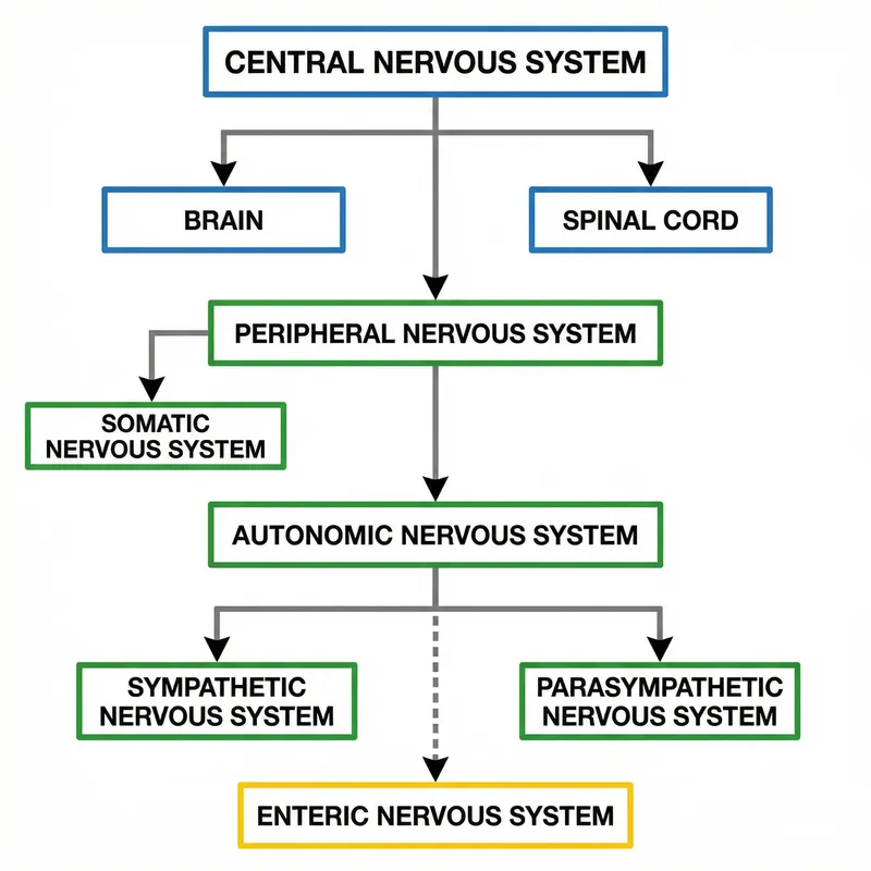 Human Nervous System Flow Chart: Brain, Spinal Cord, Autonomic Nervous System