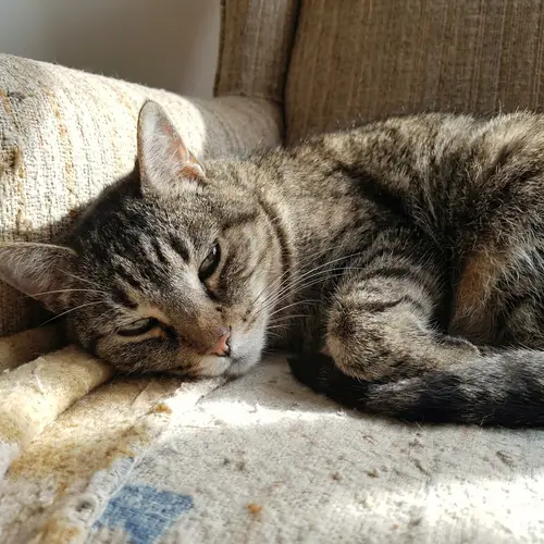 How My Cat Will Look When He's Older