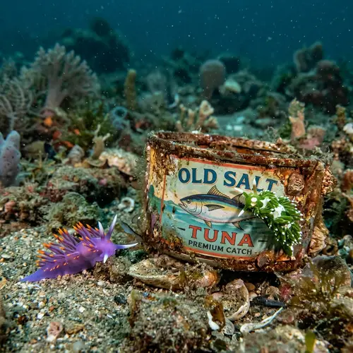 Love Under the Sea: Green Nudibranch's Tuna Can Dream