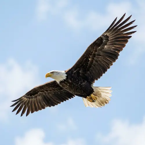 Majestic Eagle Soaring High in Pale Blue Sky | Stunning Capture