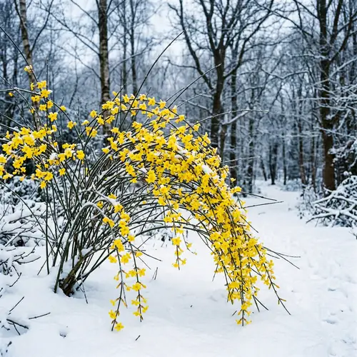 Winter Jasmine: Bright Yellow Flowers Blooming in Winter